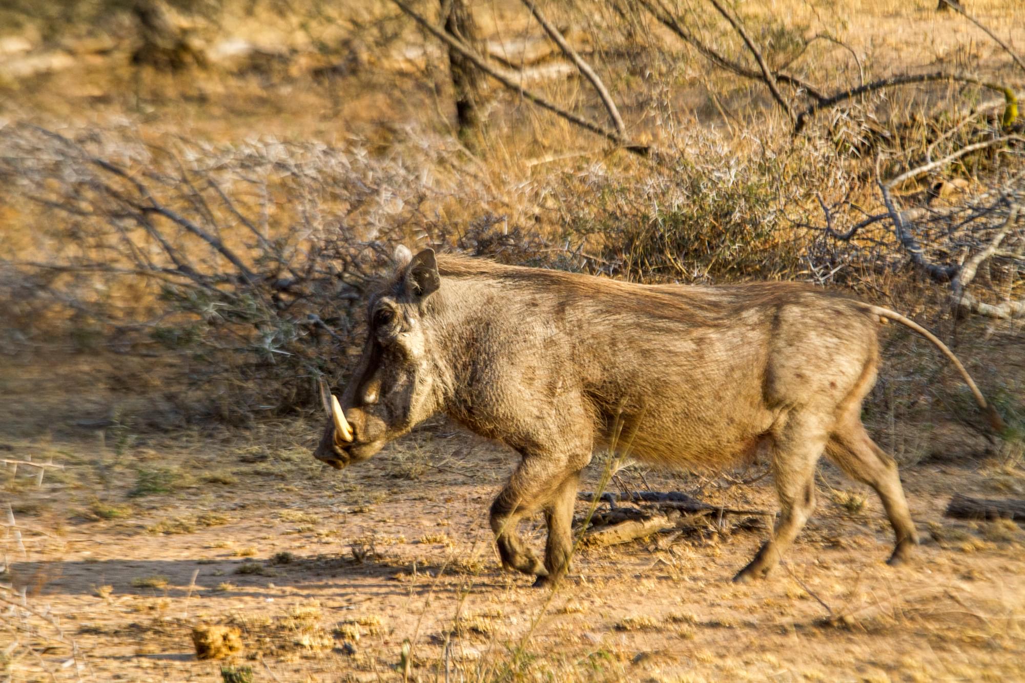 20120728   Sudafrica 0147